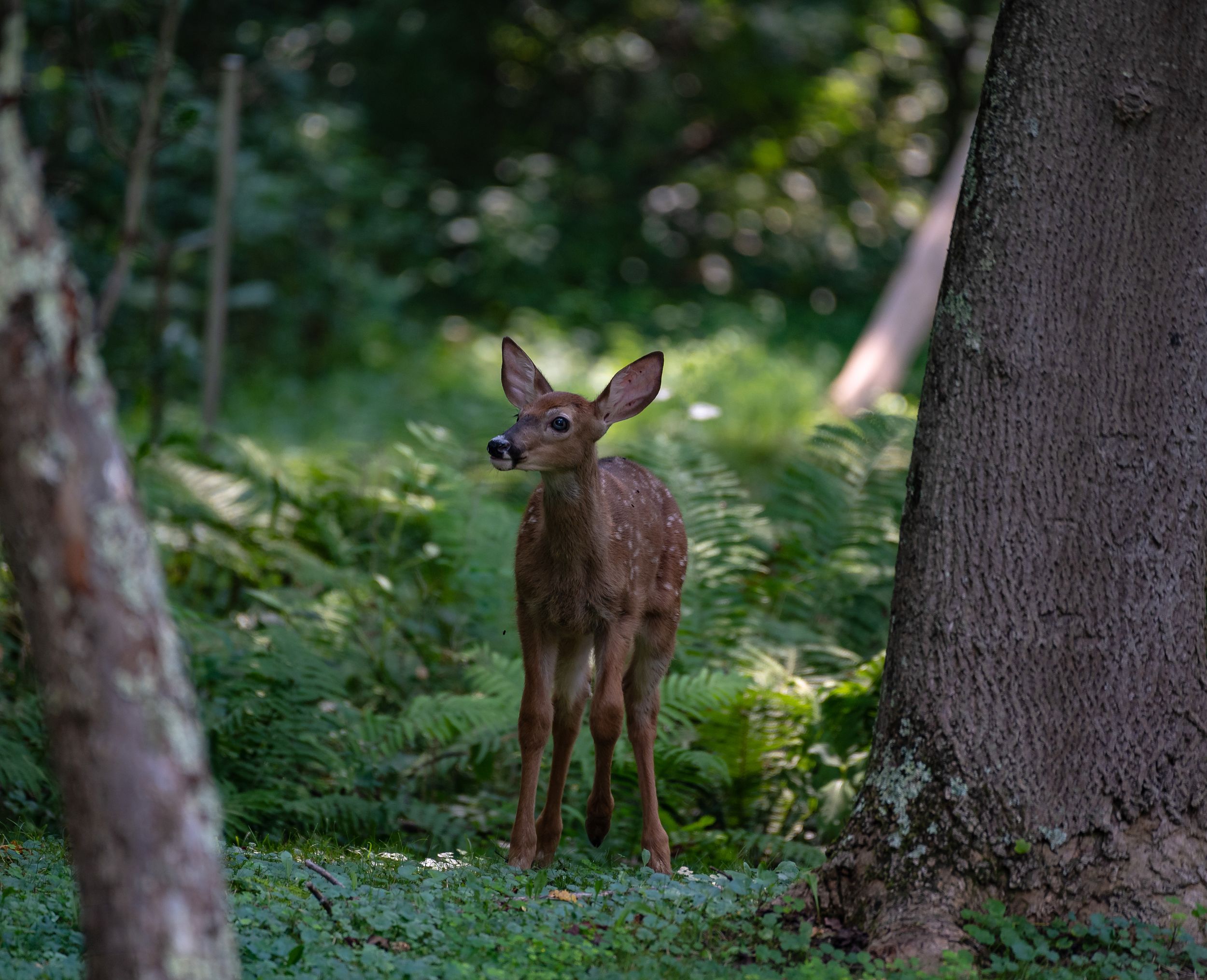 Young deer fawn walking through a sunlit forest between trees.