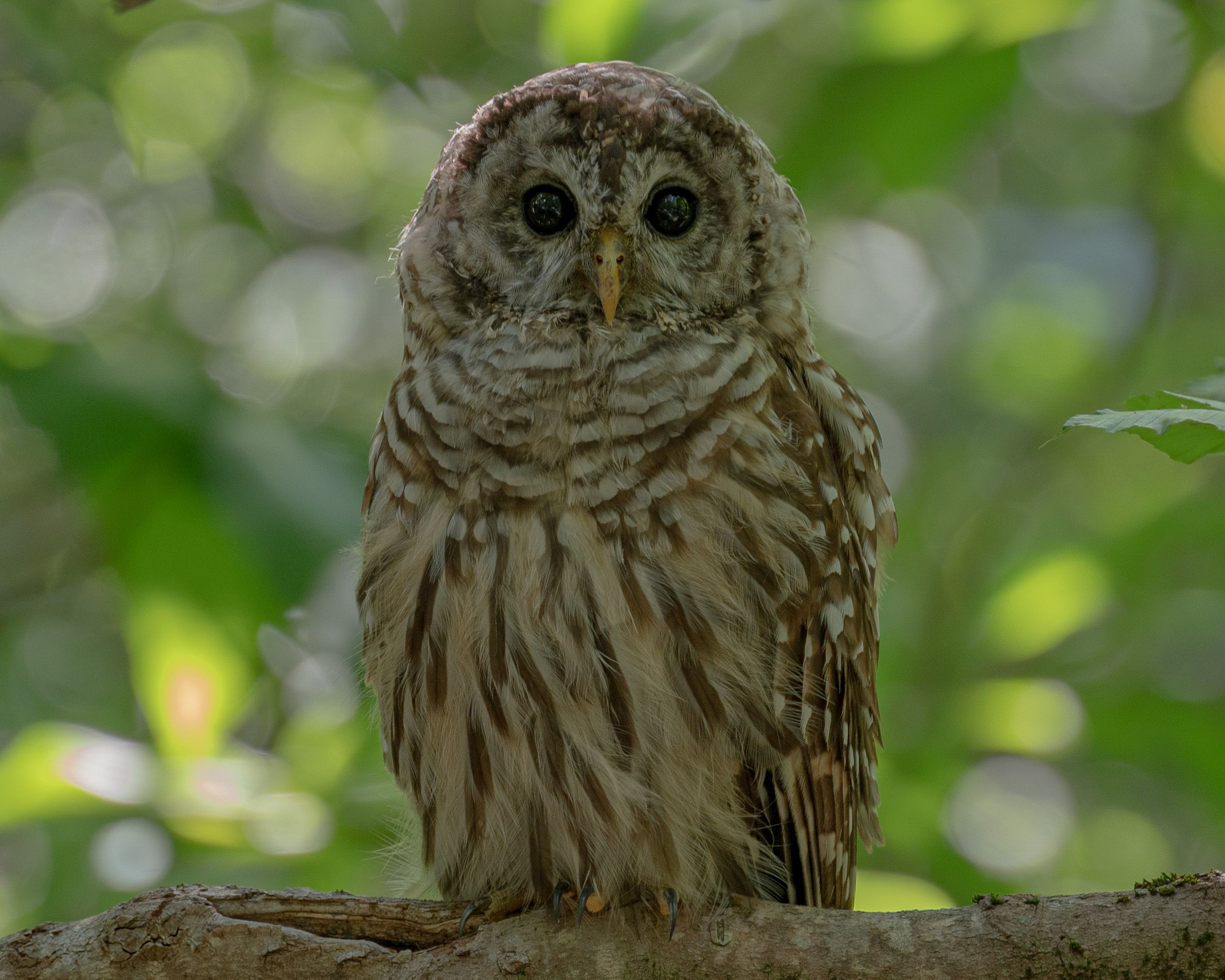 Barred owl resting on a tree branch with bokeh background effect.