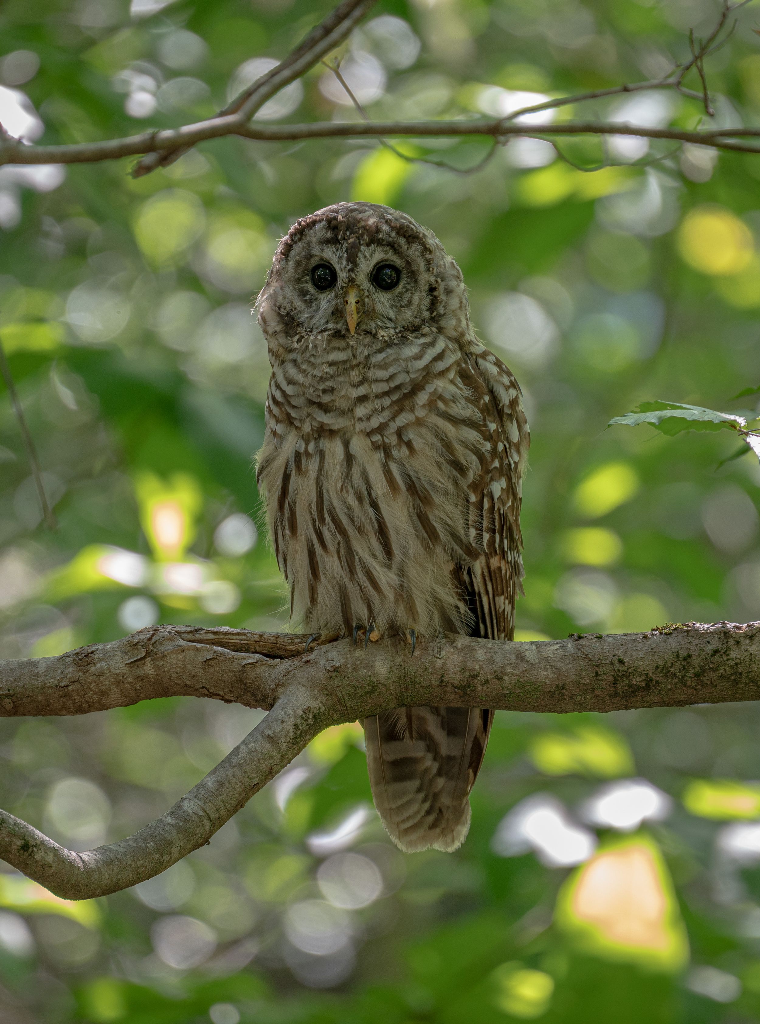 Barred owl perched on a tree branch in dappled sunlight.