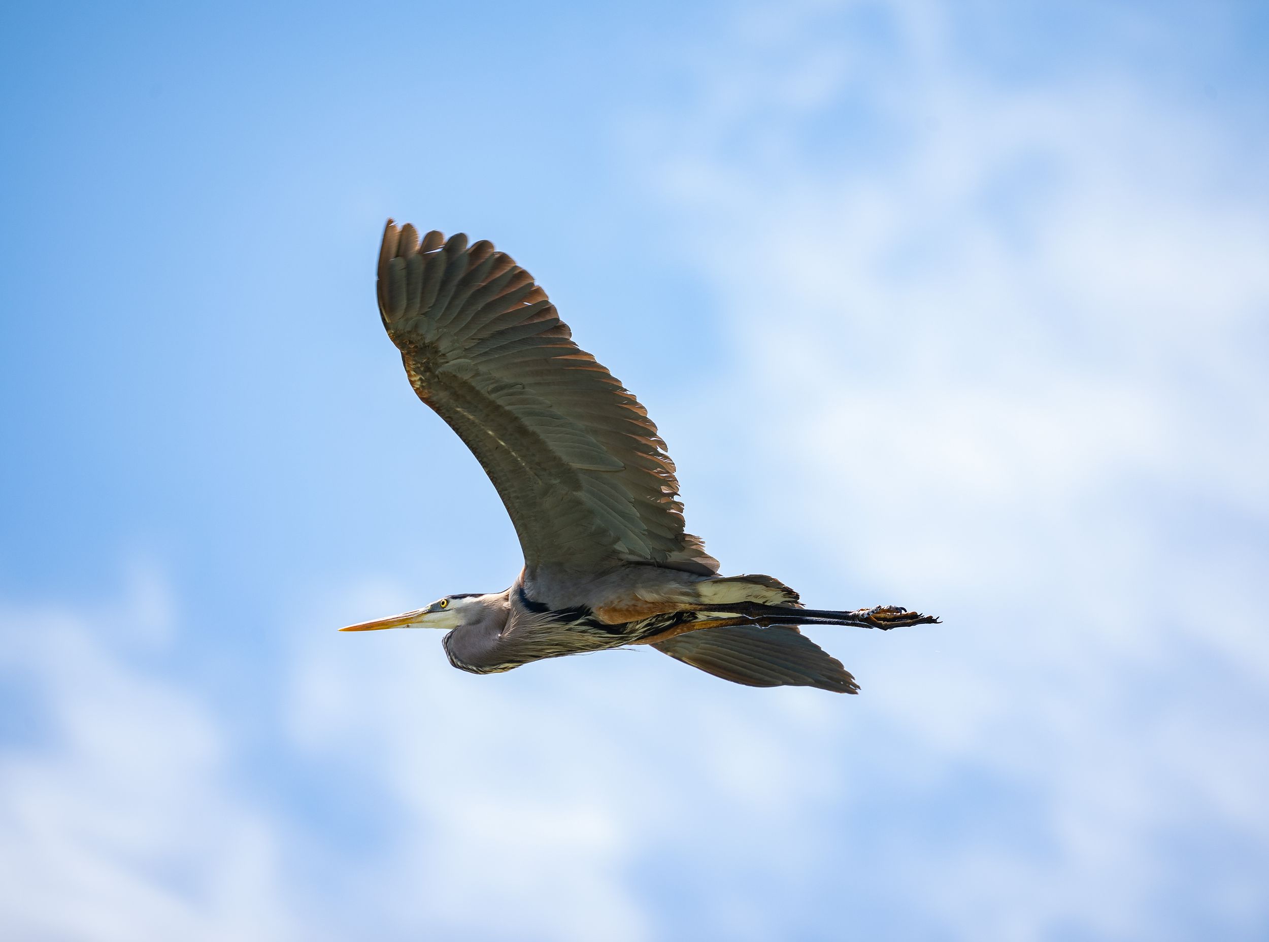 Great blue heron soars gracefully through a bright blue sky with wings fully extended.