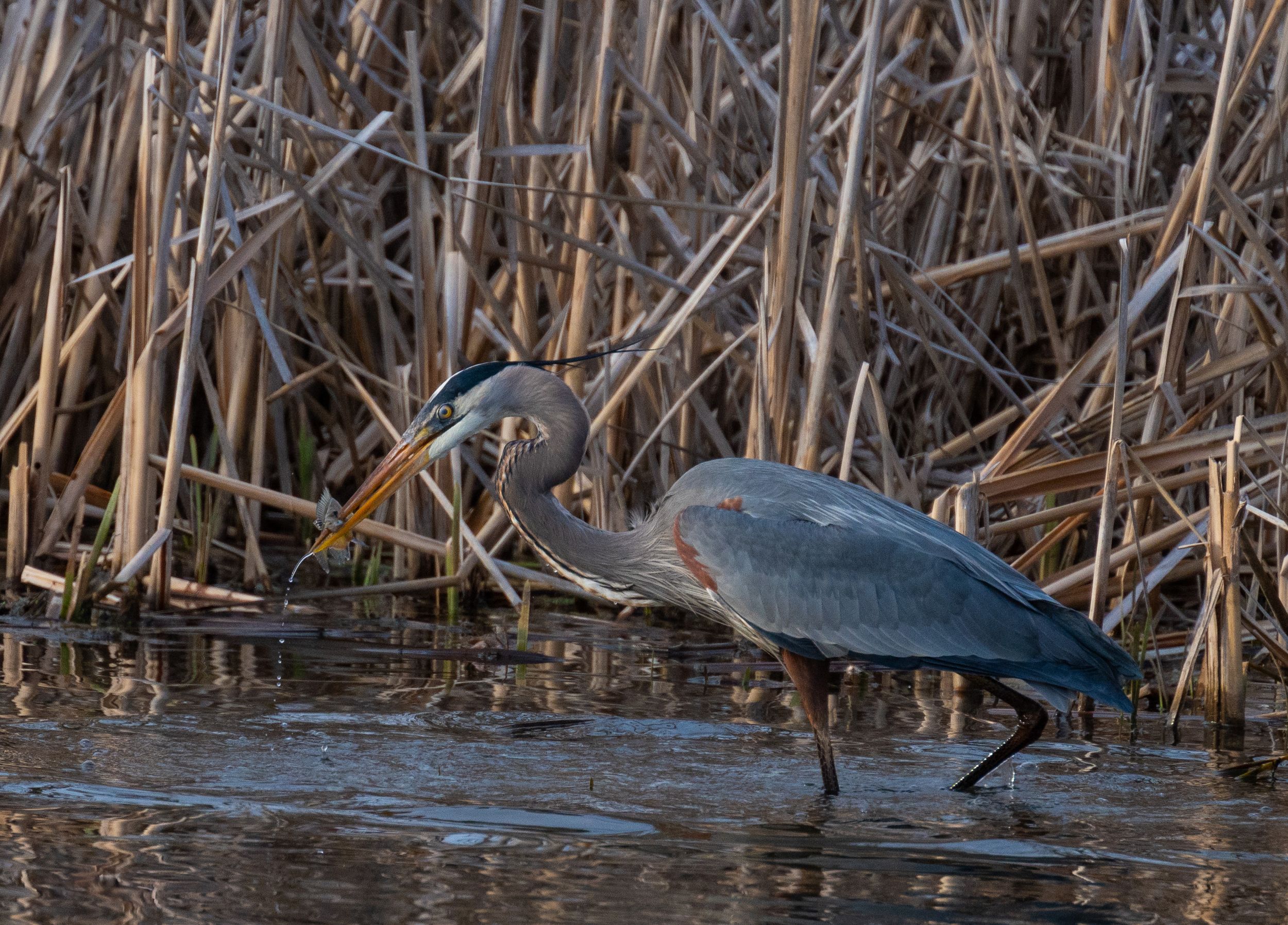 Great blue heron wading through shallow water among tall reeds searching for food.