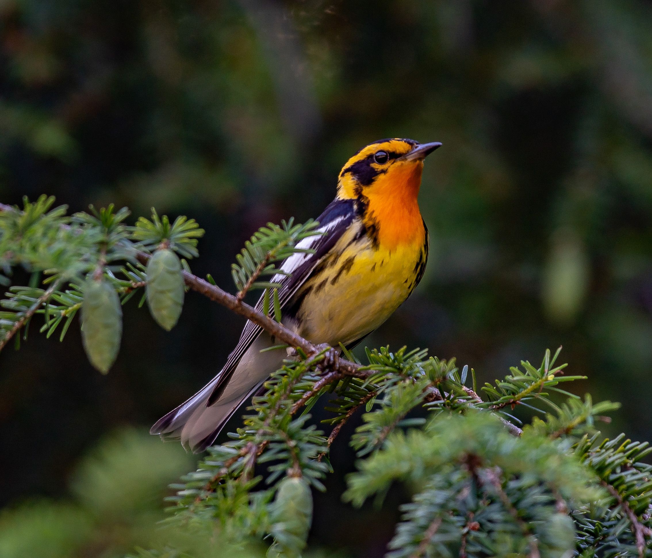 Blackburnian warbler with bright orange plumage perched on an evergreen branch.