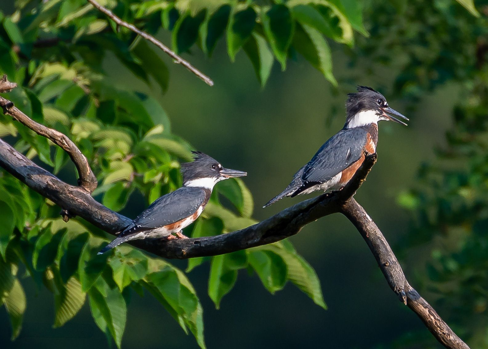 Two belted kingfishers perched together on a tree branch against blurred foliage.