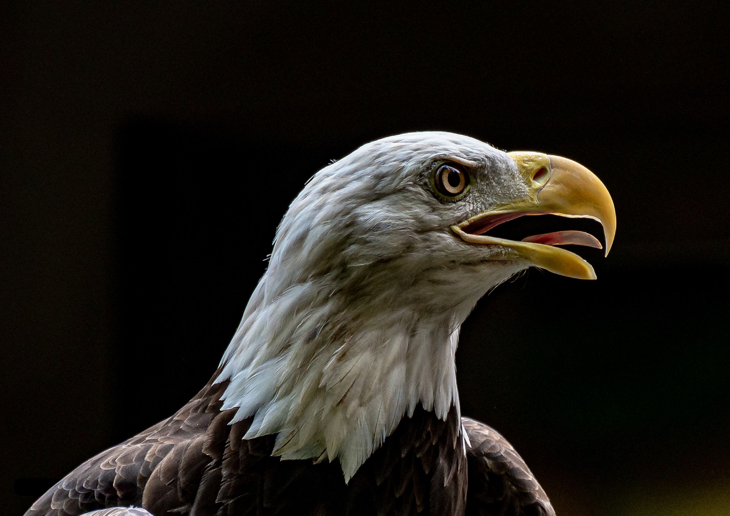 Close-up profile of a bald eagle's head showing its curved beak against dark background.
