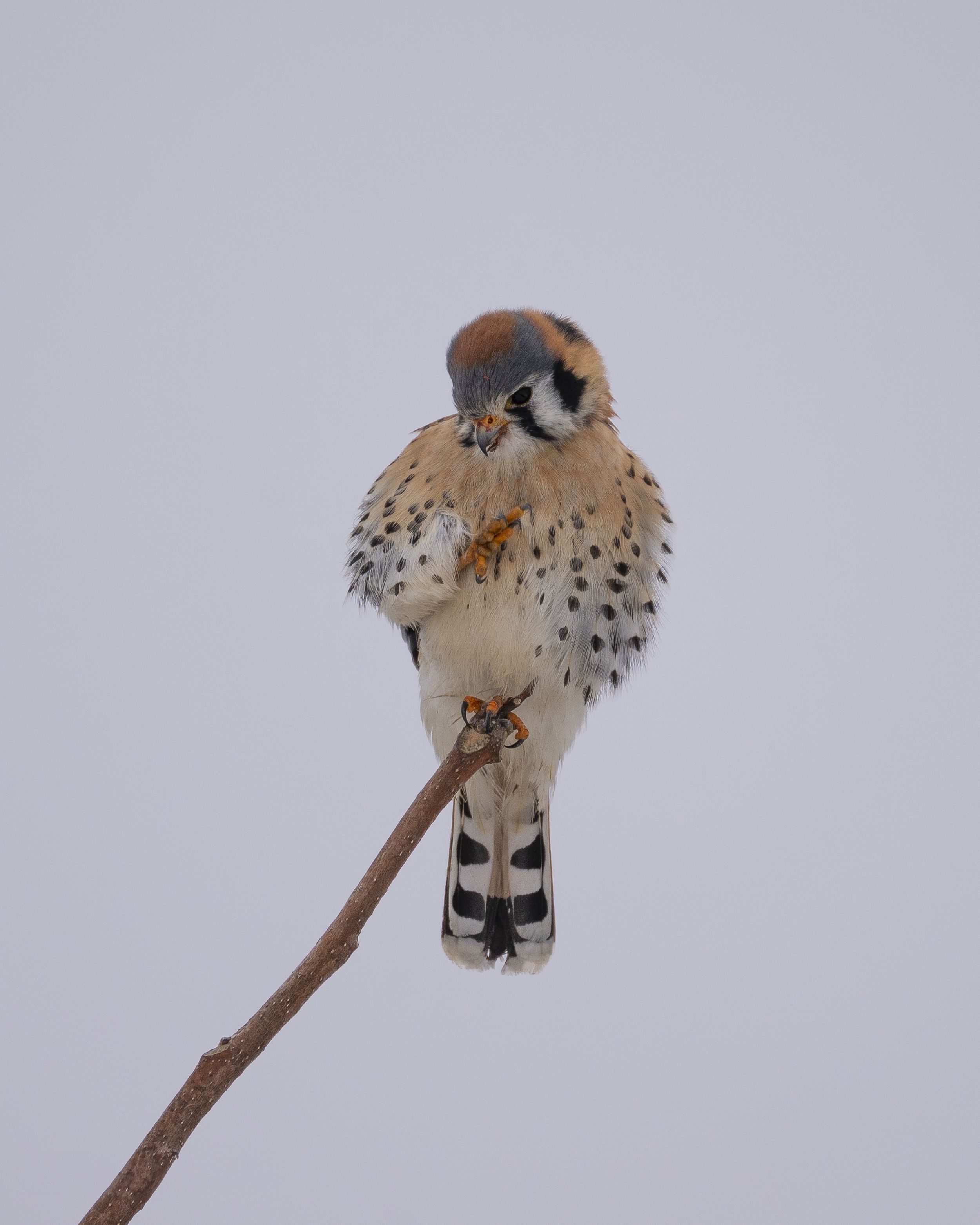 American Kestrel perched on a branch displaying its spotted feathers against a gray sky.
