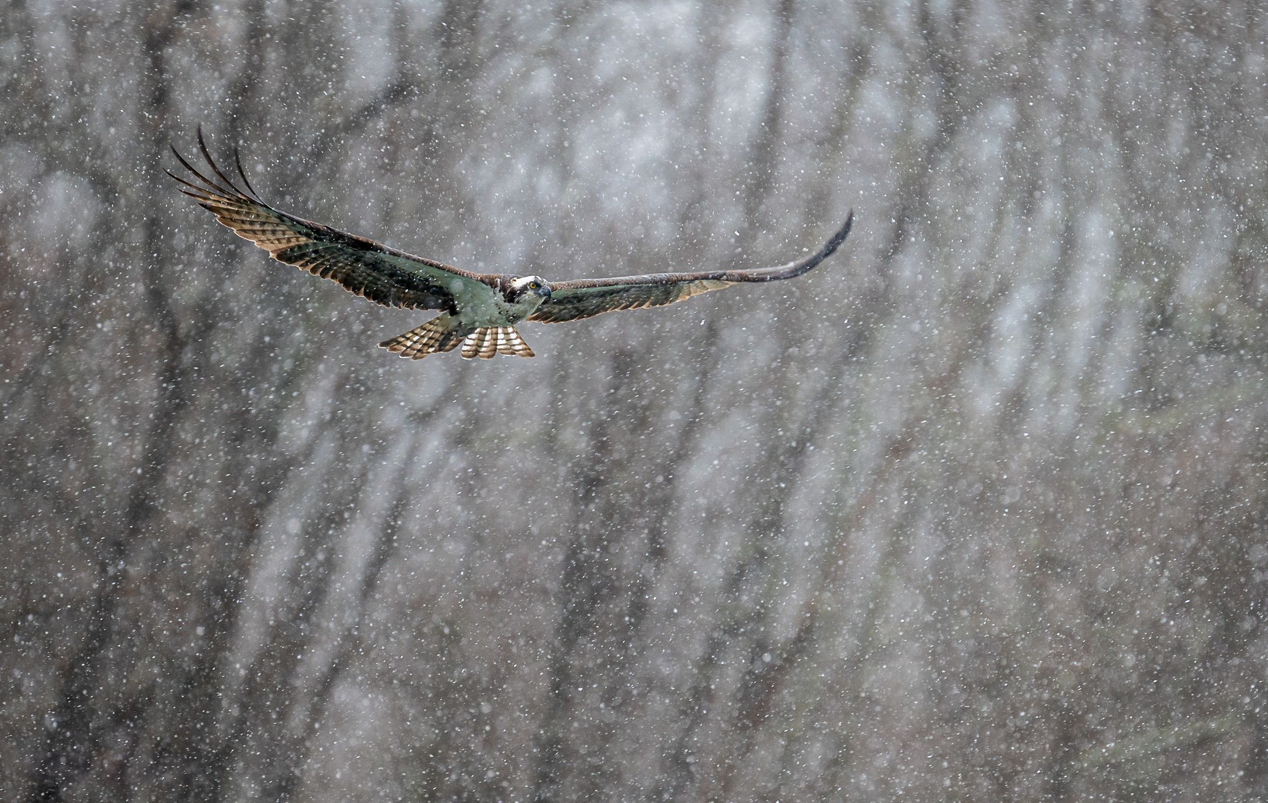 Sequence showing an osprey flying through snowy winter forest with wings spread.