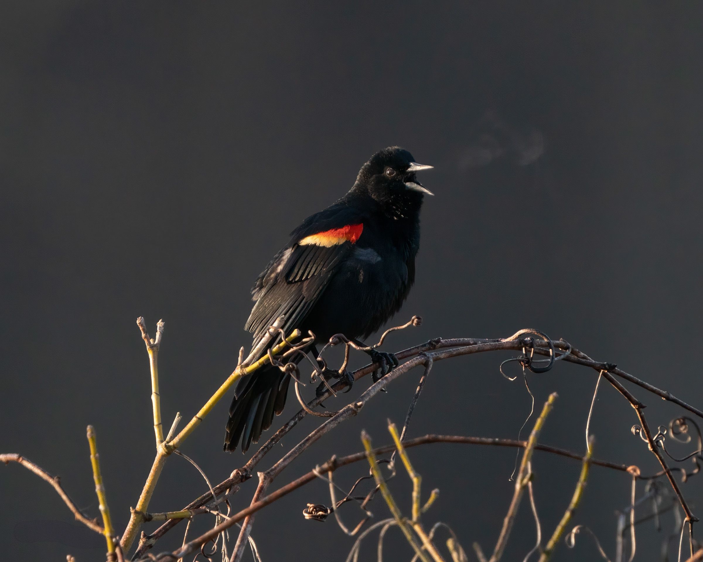 Red-winged blackbird singing from bare branches against a dark stormy sky.