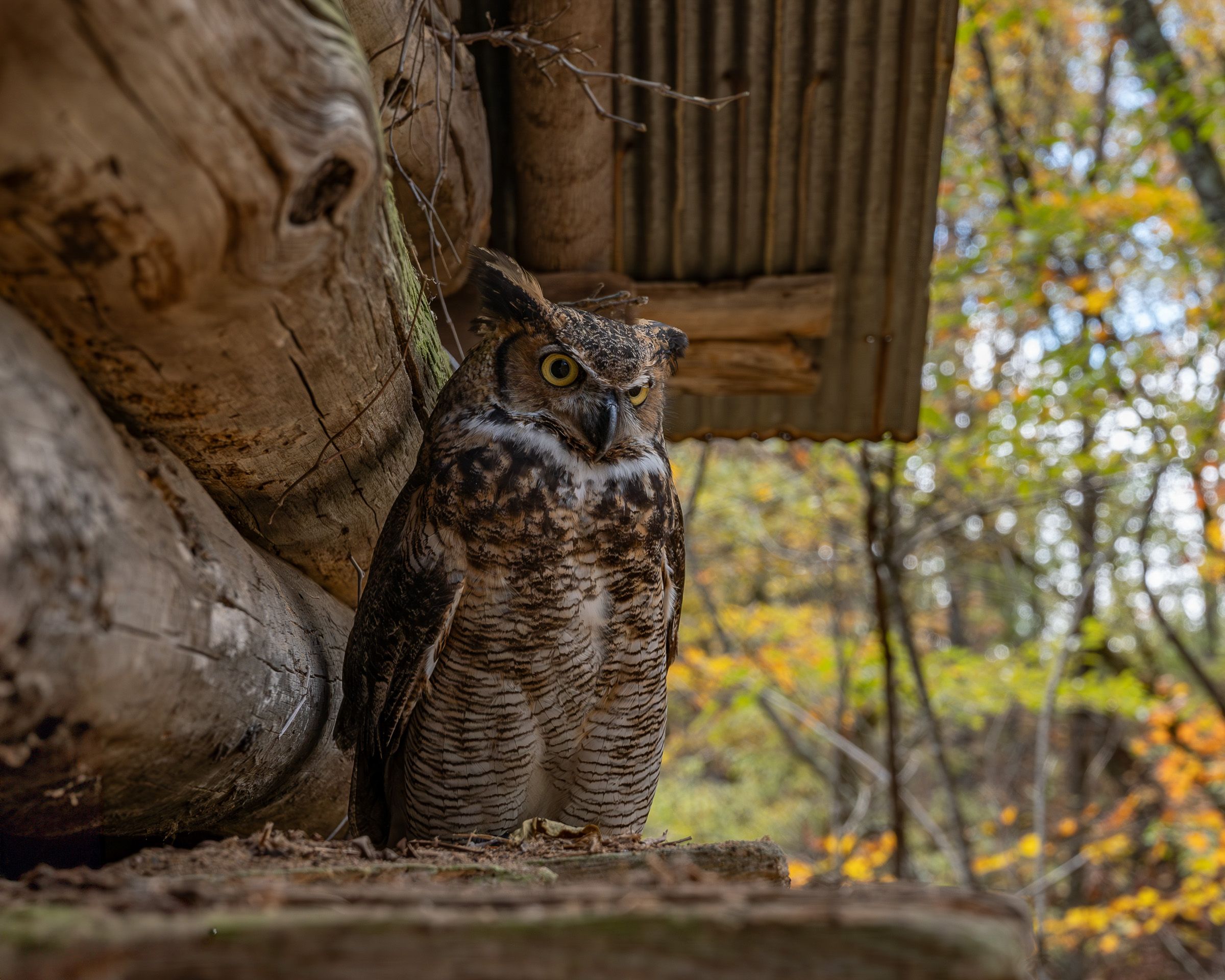 Great Horned Owl perched in a wooden barn opening during autumn.