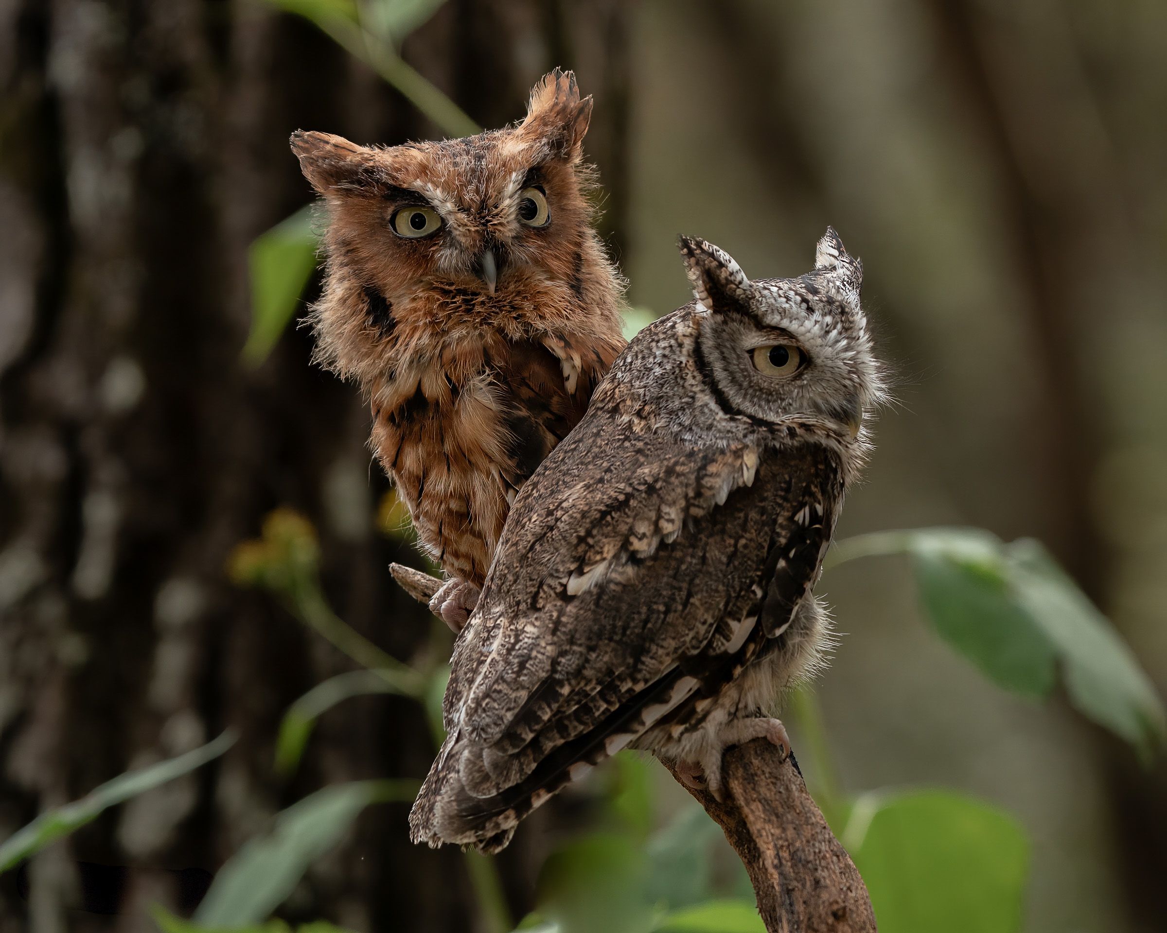 Close-up sequence of Eastern Screech Owls roosting in a tree cavity.