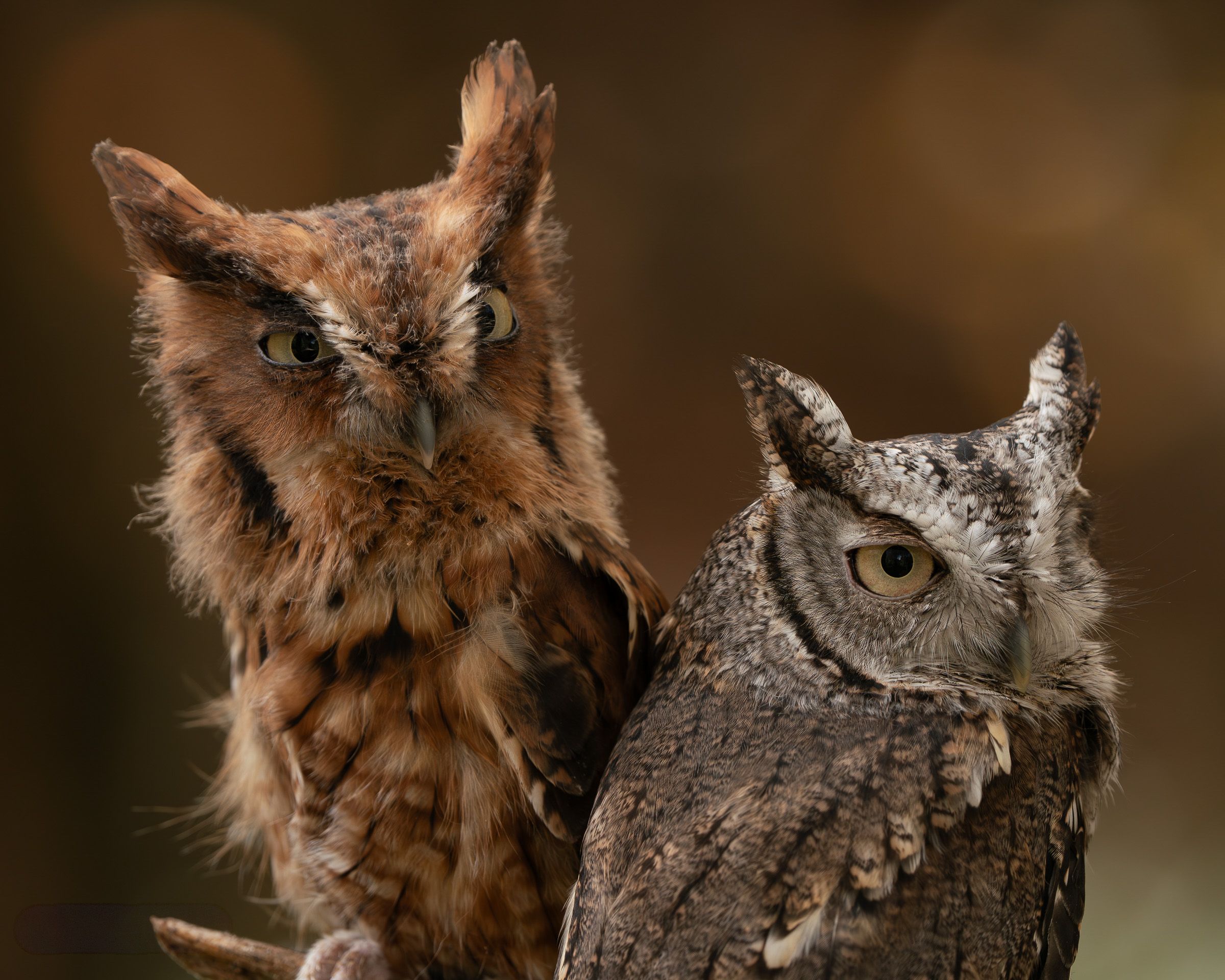 Portrait series of Eastern Screech Owls showing detailed facial features.