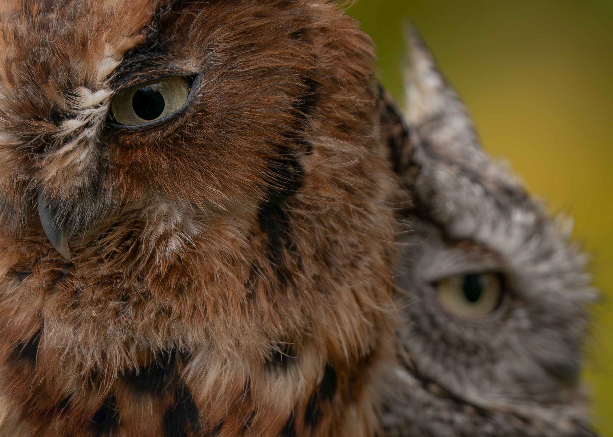 Extreme close-up shots of an Eastern Screech Owl's face and feathers.