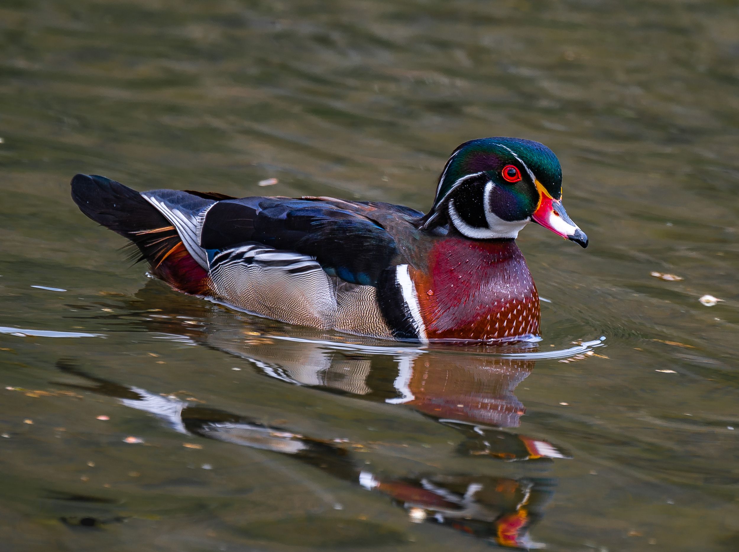 Wood ducks swimming in rippling water showing their colorful breeding plumage.