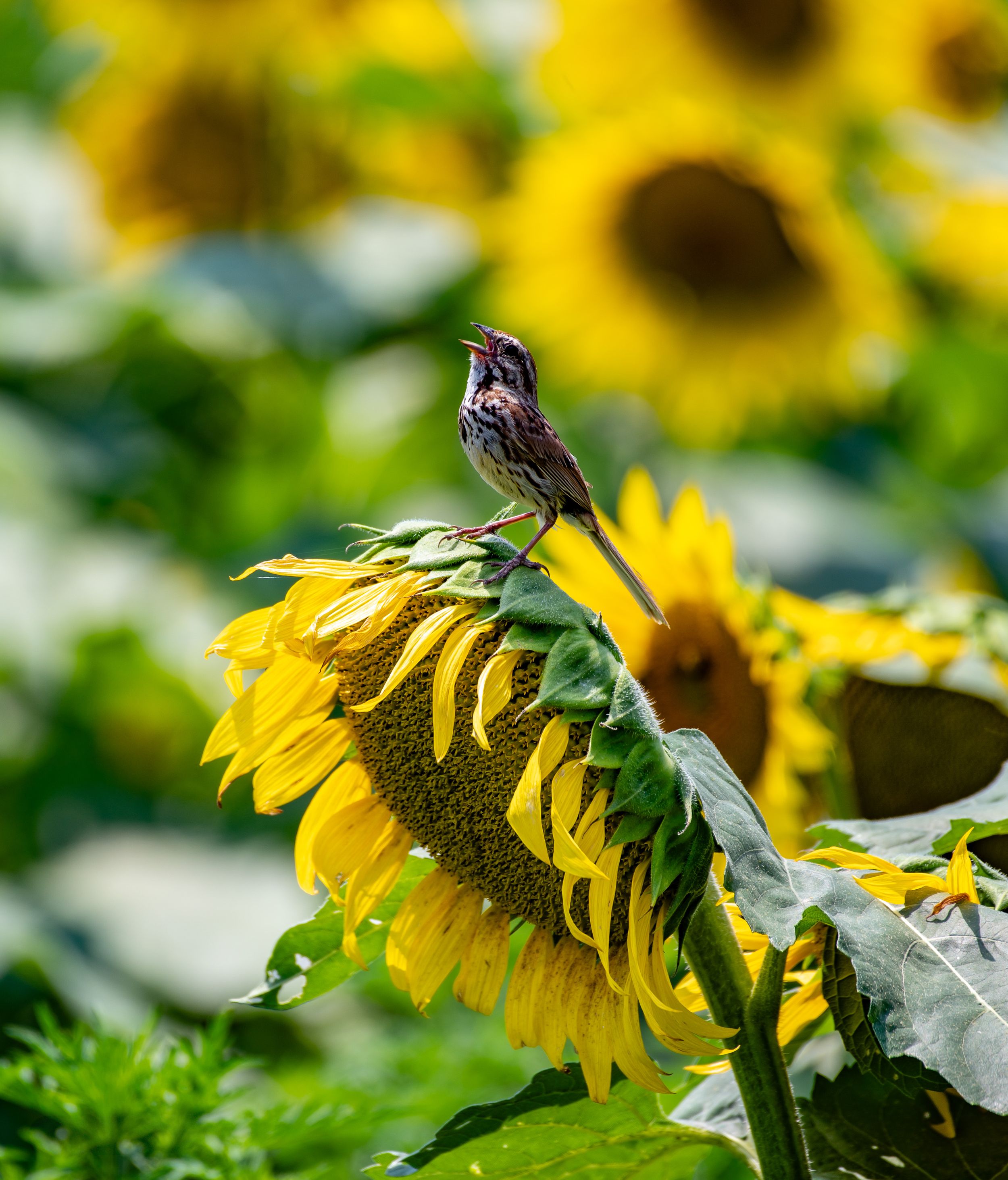 Small birds perched on bright yellow sunflower heads in a garden.