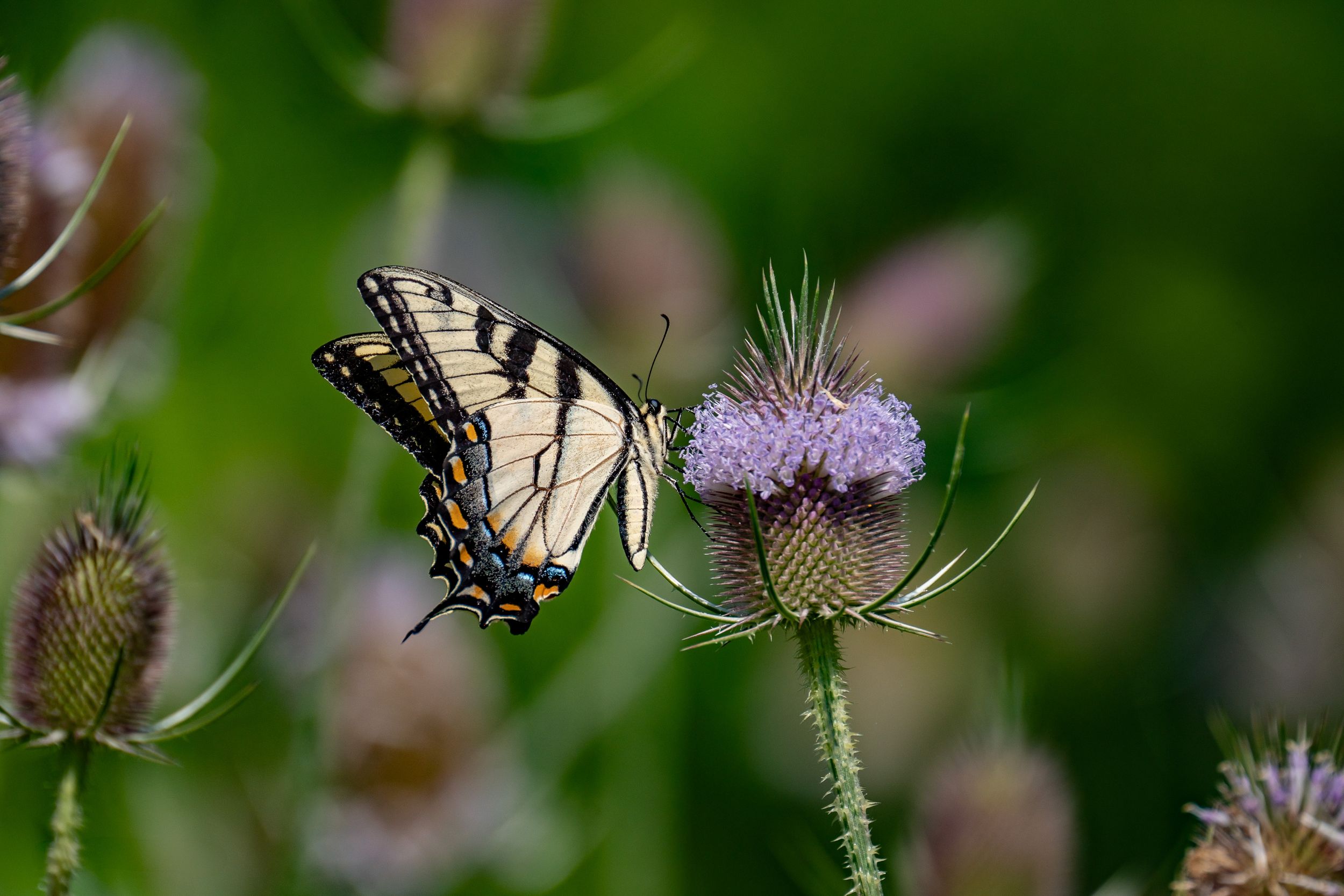 Swallowtail butterfly gathering nectar from a pale purple thistle bloom.