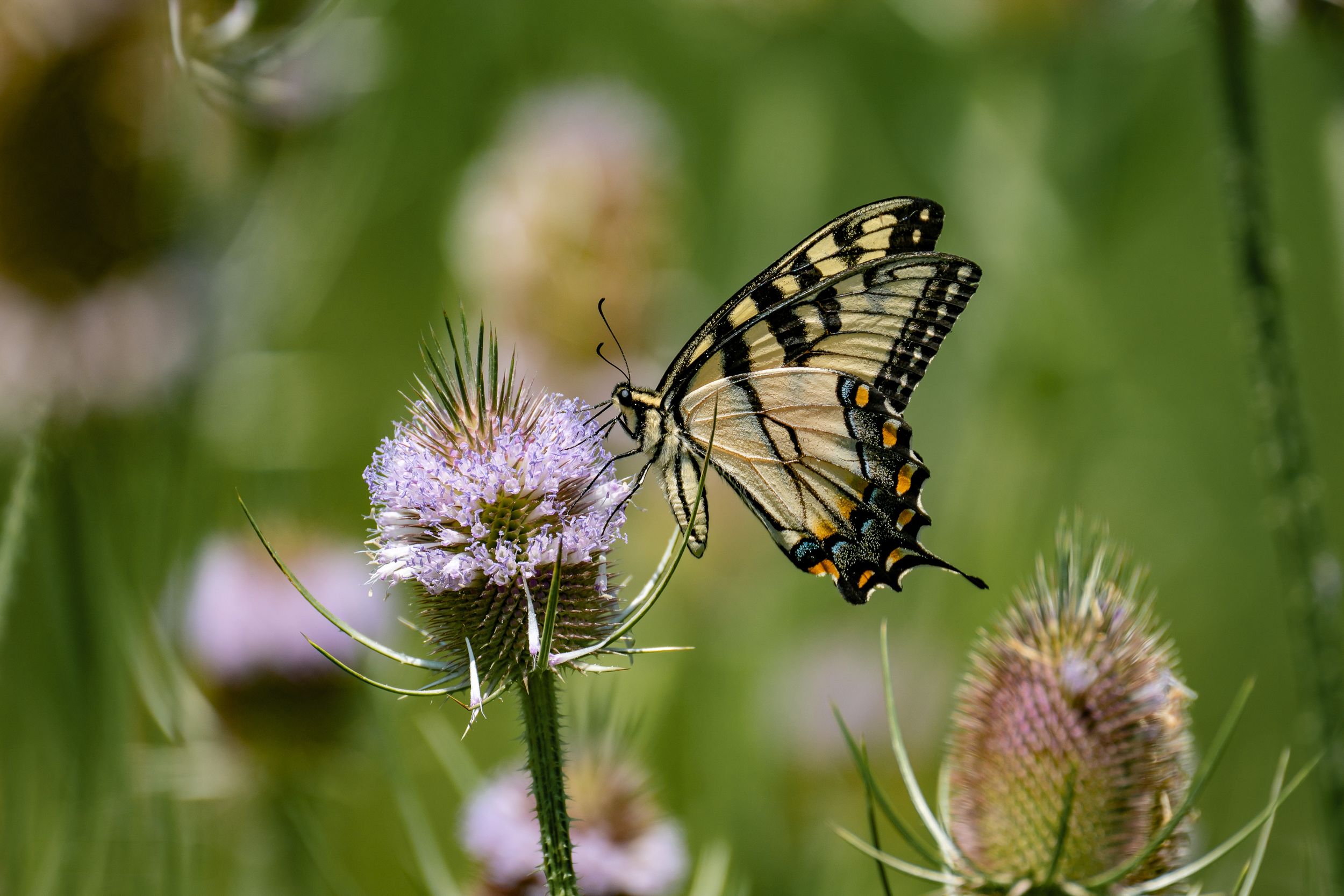 Eastern tiger swallowtail butterfly perched on a purple thistle flower in soft focus.