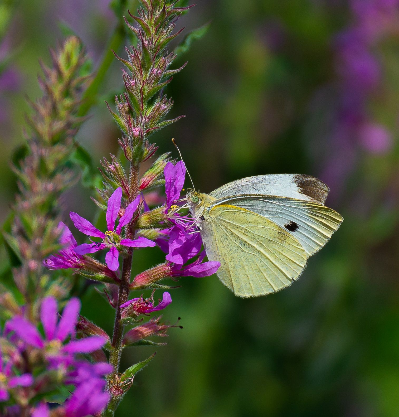 Cabbage white butterfly feeding on vibrant purple loosestrife flowers.