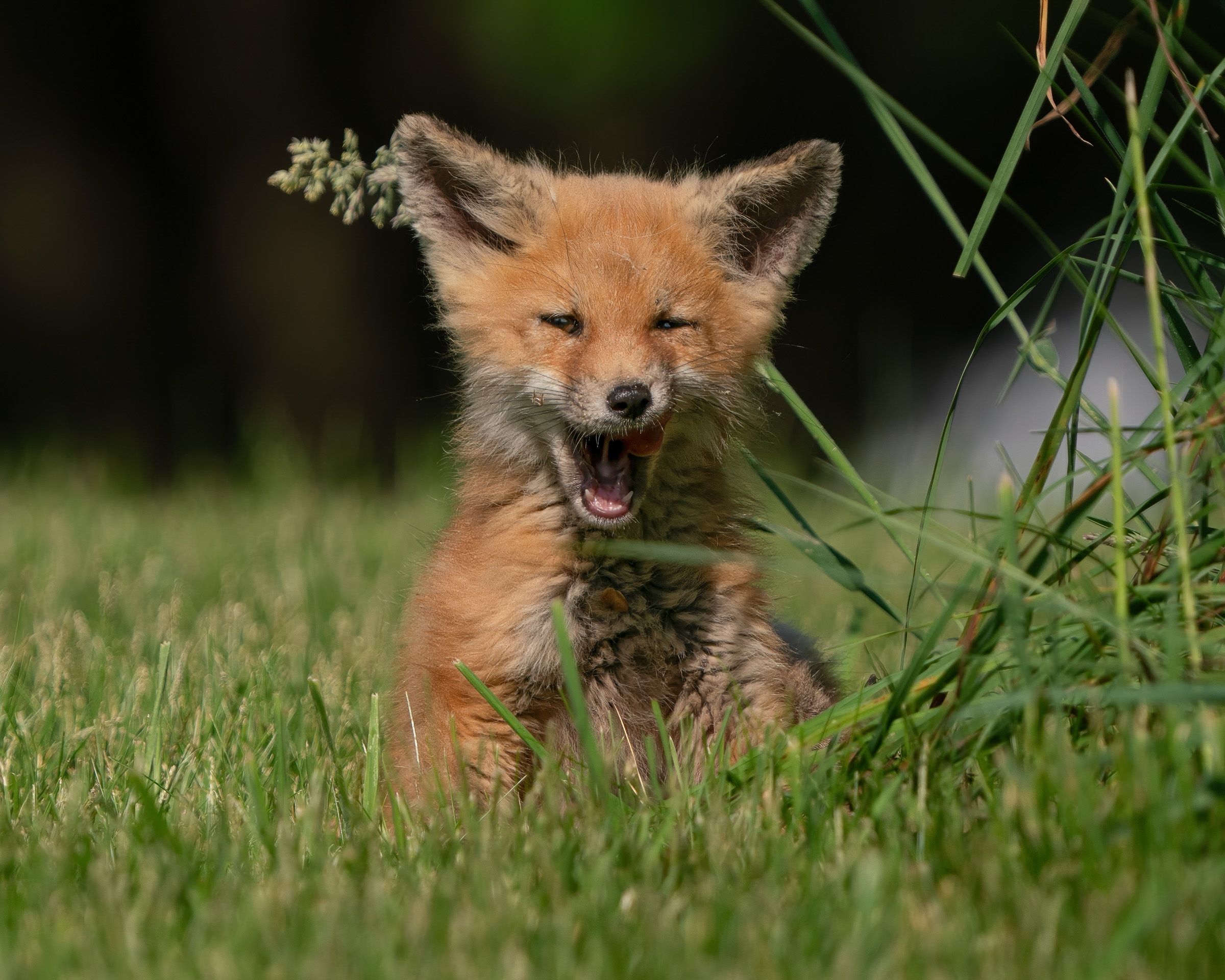 Baby red fox kit yawning while sitting in green summer grass.