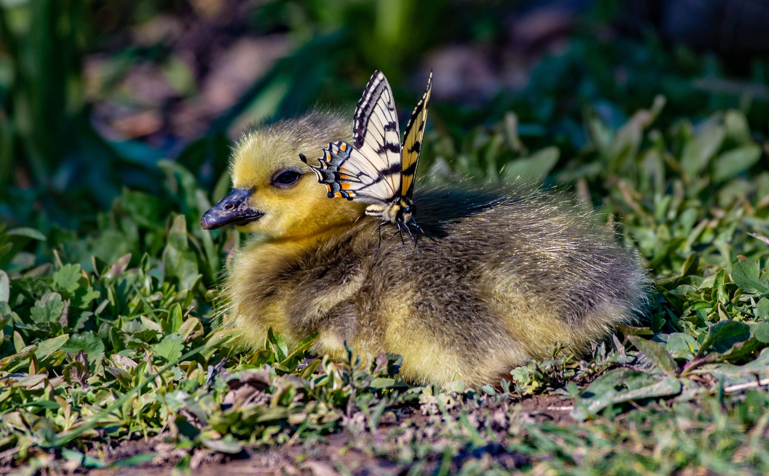 Yellow duckling sitting in grass with a butterfly perched on its back.
