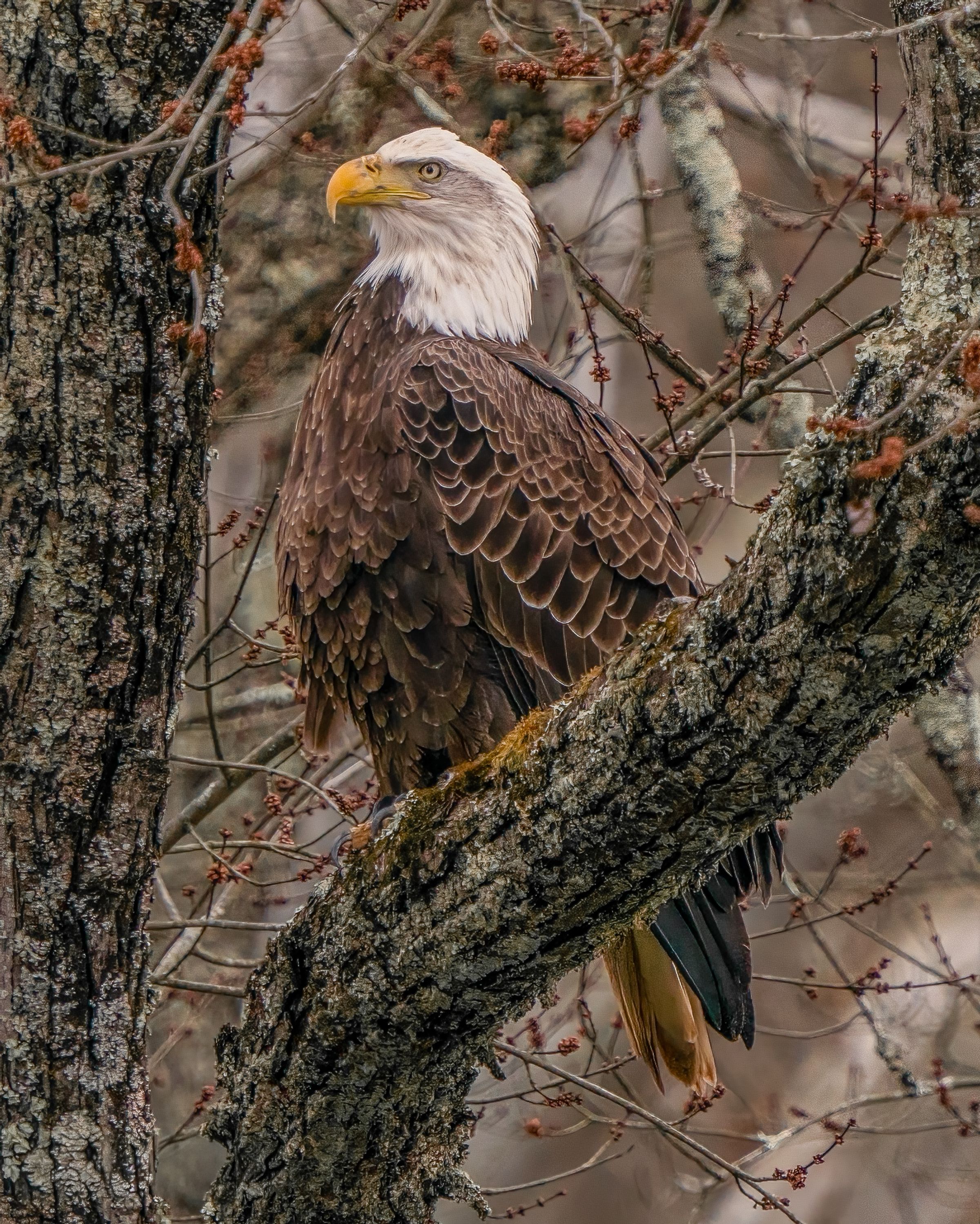 Majestic bald eagle perched on a tree branch with autumn foliage in the background.
