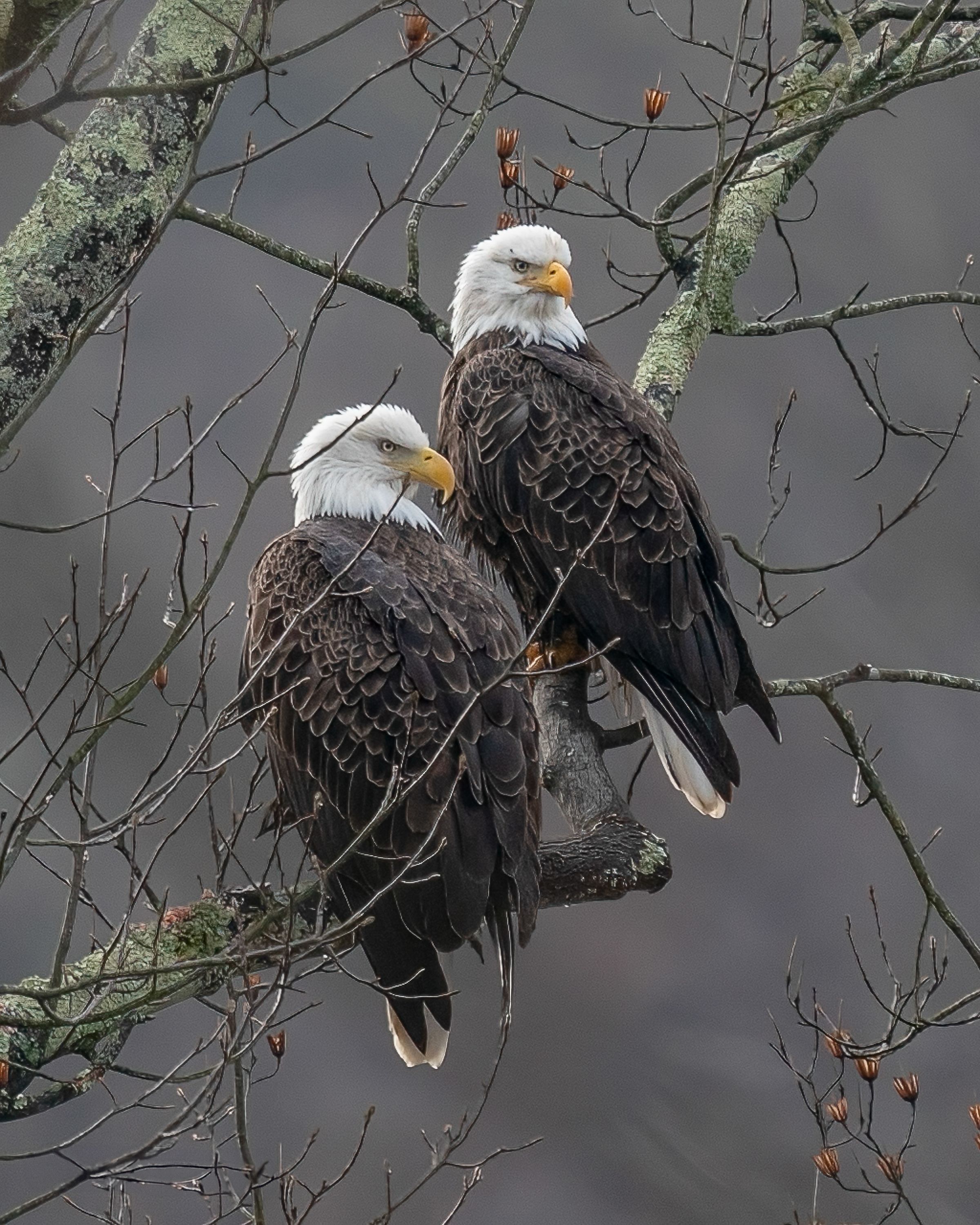 A bald eagle perched on a bare tree branch against a gray sky background.