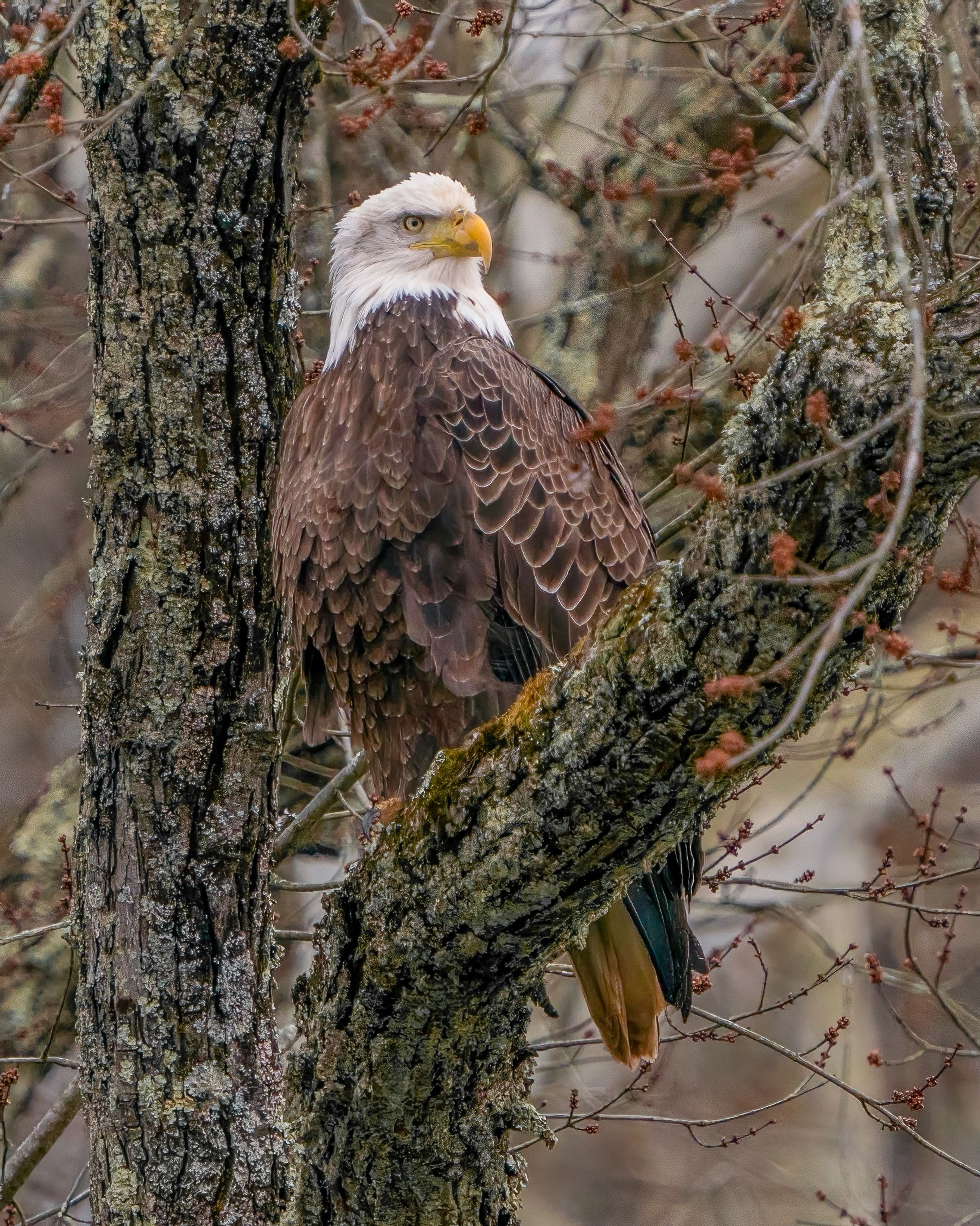 A majestic bald eagle perched on a tree branch among bare winter twigs, showcasing its distinctive white head and sharp beak.