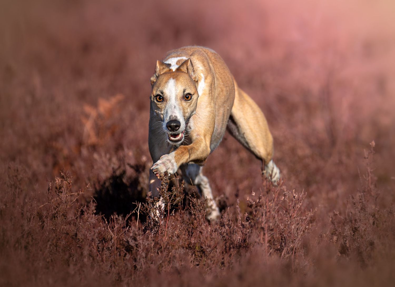 Dog photo shoot Oxford
Professional dog photographer Oxford.
Dog photographer near me
Reactive dog photographer
Dog photo shoot price