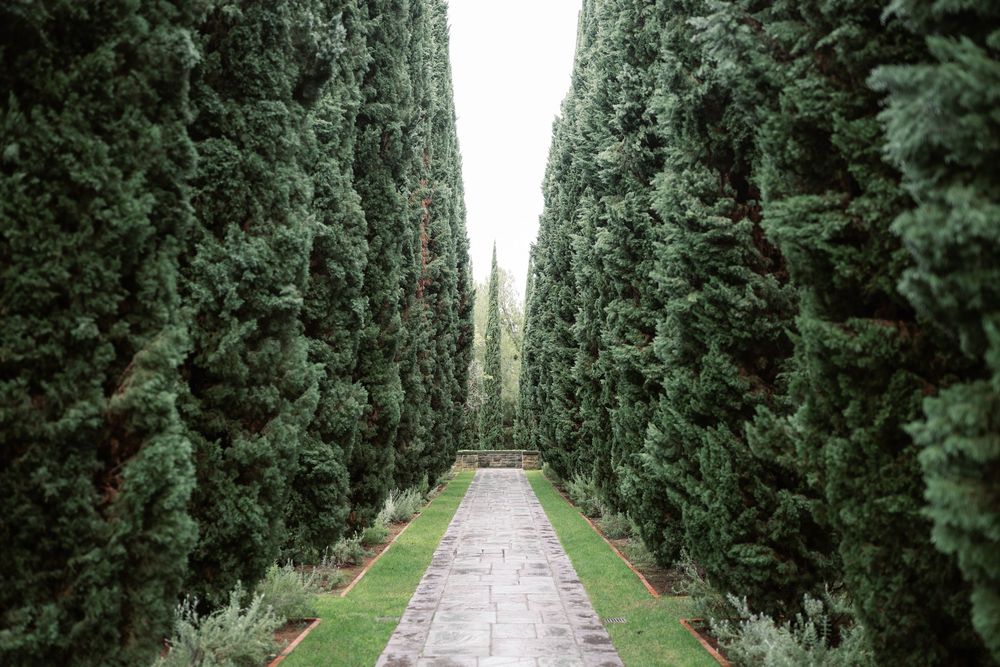 Long symmetrical pathway lined with tall cypress trees creating a dramatic garden perspective.