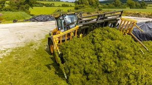 Yellow loader tractor compacting fresh green silage into a large clamp on a farm during harvest season.