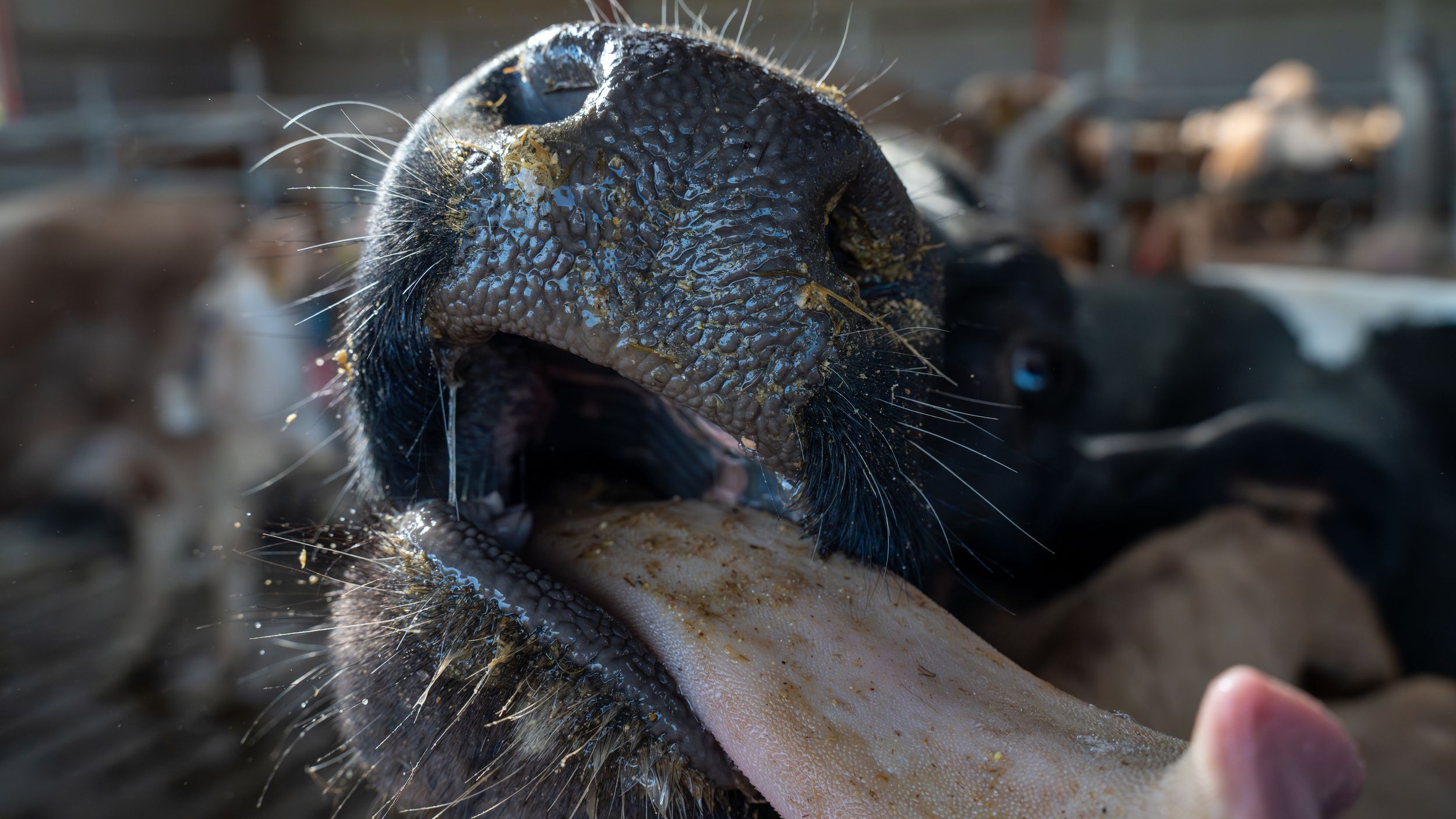 Close-up of a sea lion's face with open mouth, showing whiskers and teeth at a crowded marine animal facility.