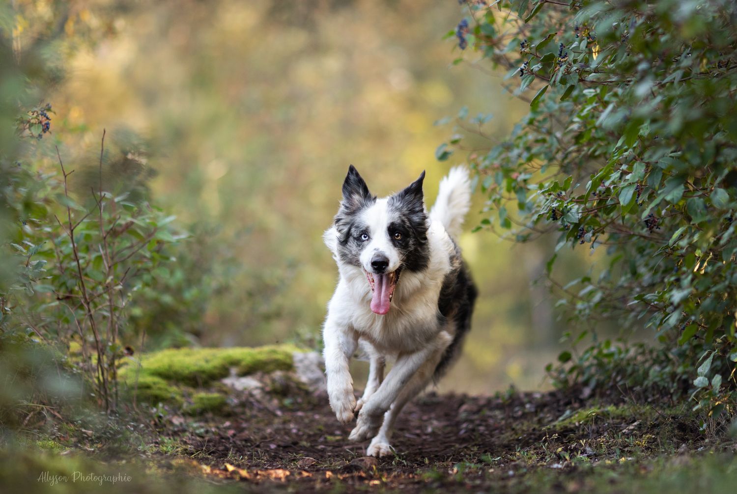 Séance photos animalières avec Allyson Photographies ( chiens chats chevaux ), à Cotignac dans le Var