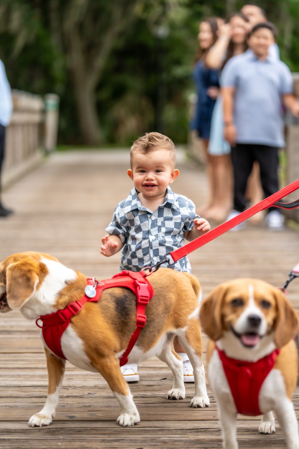 A sequence of photos showing a happy Beagle dog in a red harness walking along a wooden boardwalk.