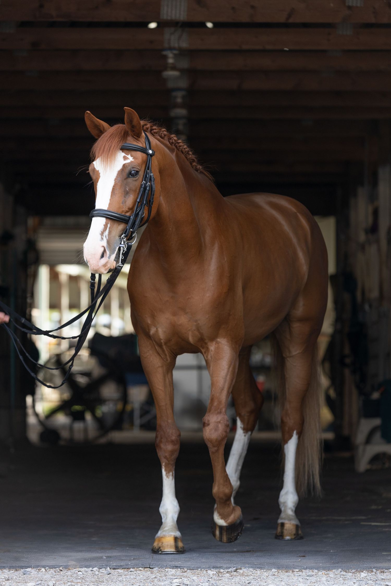A brown and white horse stands in a dimly lit barn aisle with bridle and tack equipment visible.
