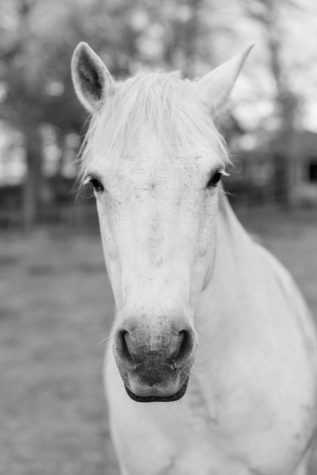 Close-up portrait series of a white horse's face showing different angles against a blurred natural background.