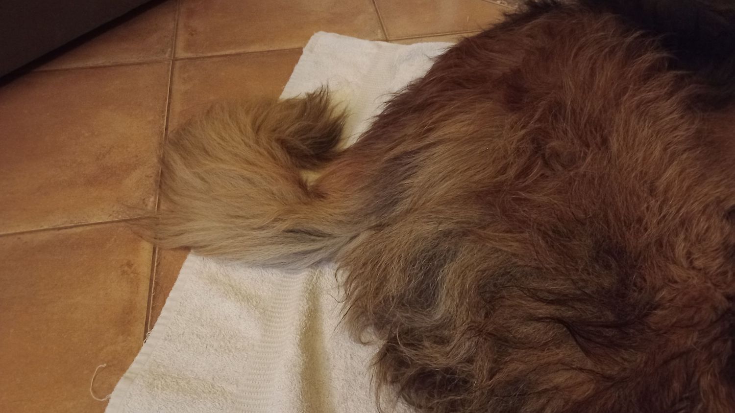 Close-up of fluffy brown dog tail resting on white towel on tile floor.