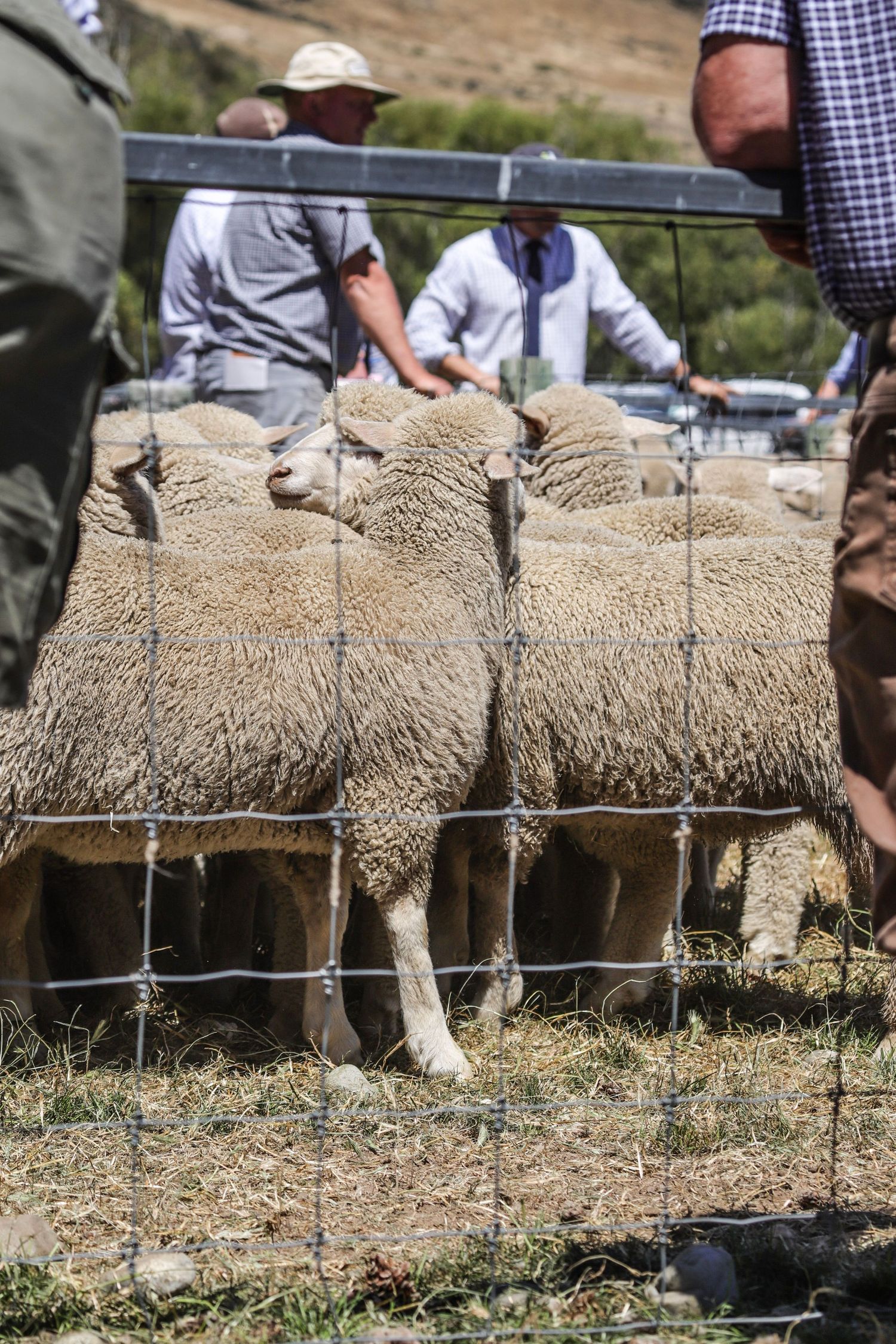 ashburton-gorge-lamb-sale-2025-sheep-pen-whisky-creek.jpg
