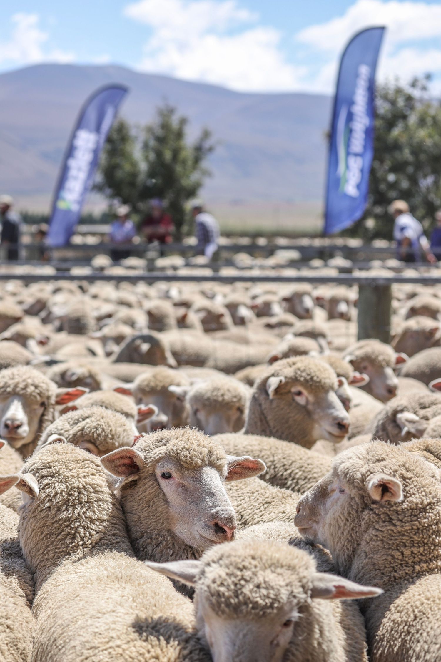 castle-ridge-station-ashburton-gorge-lamb-sale-2025-sheep-whisky-creek.jpg