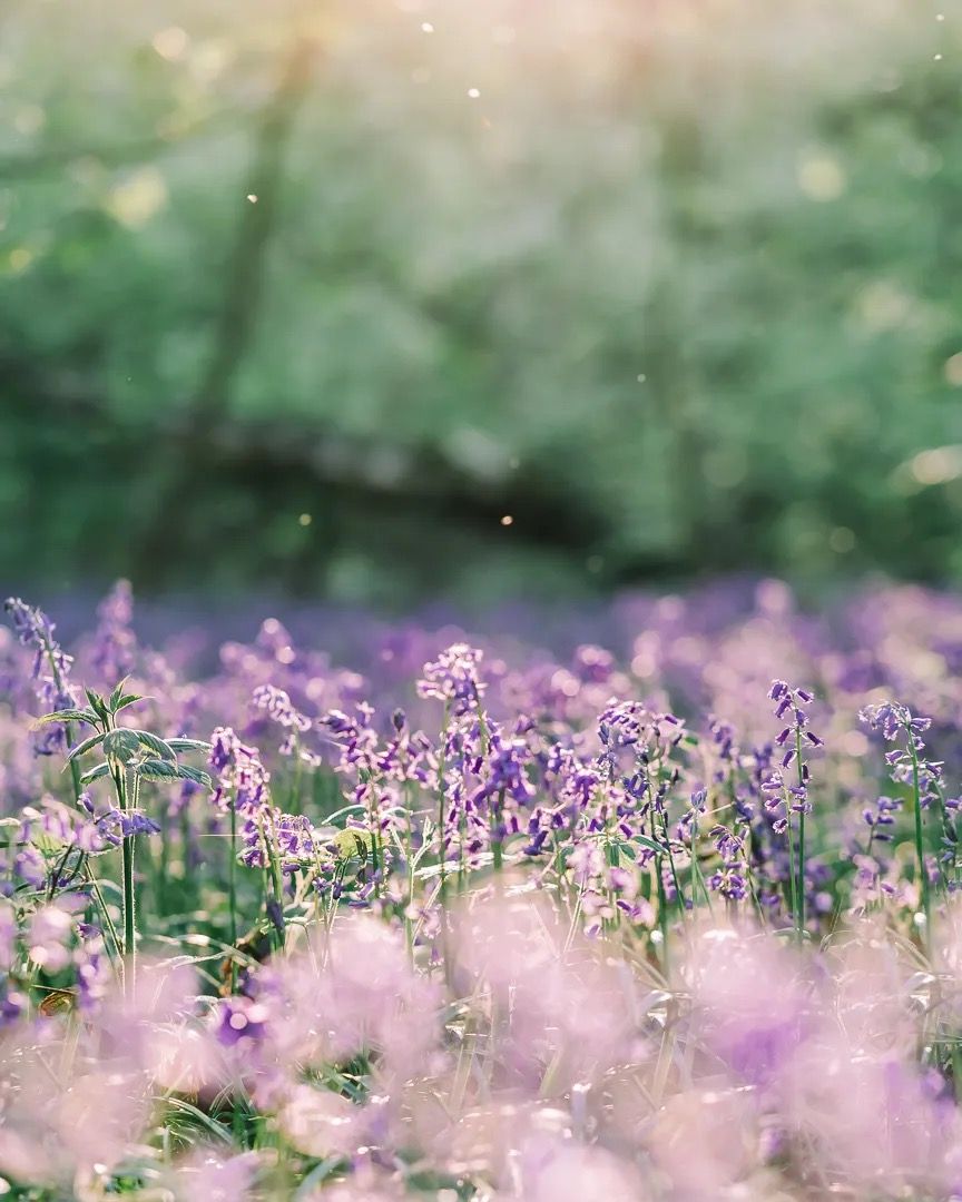 Purple wildflowers blooming in soft evening light with a blurred woodland background.