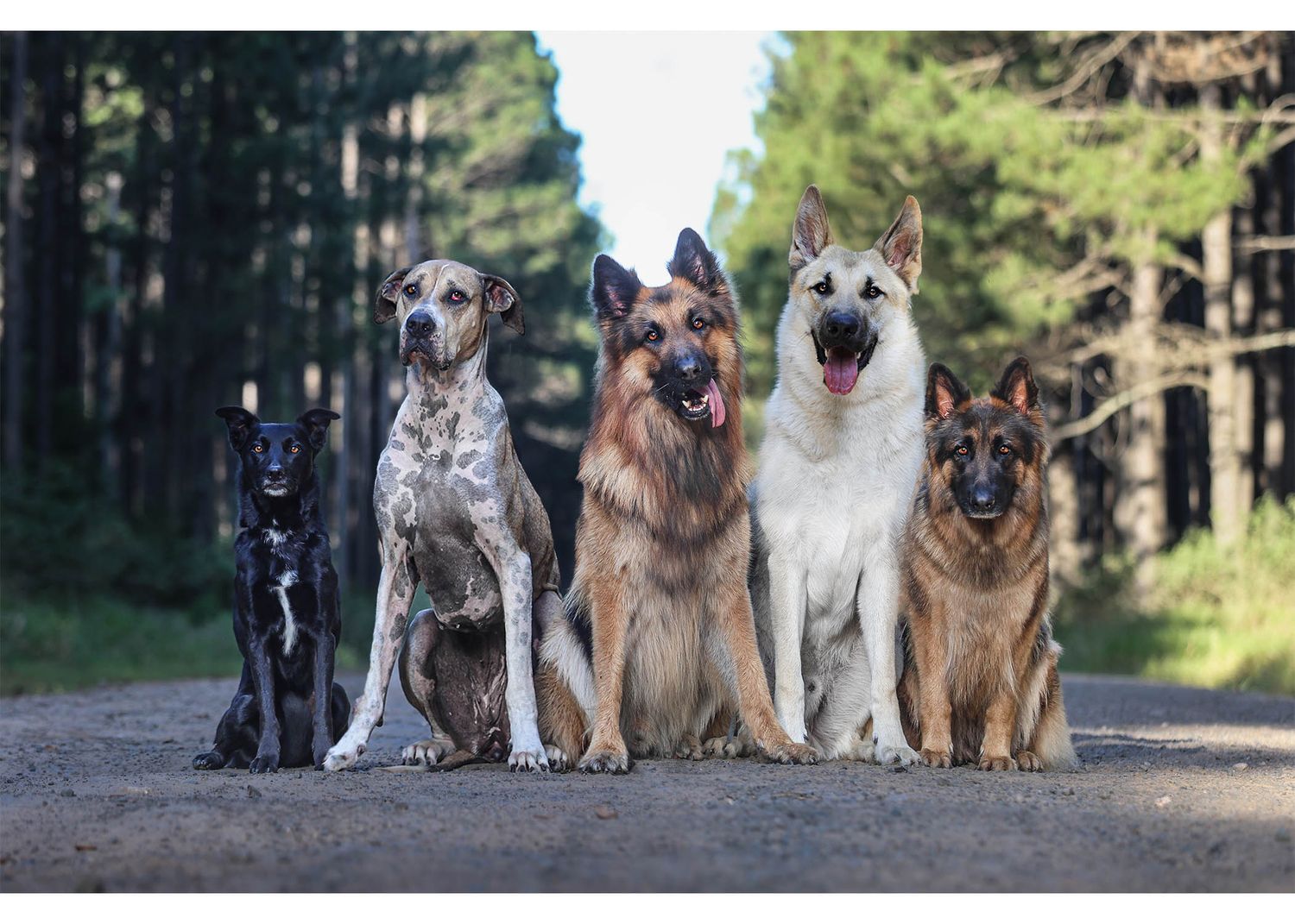 Group of different breed dogs sitting together on forest path for portrait.