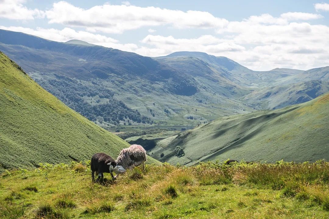 Green valley landscape with grazing cows and dramatic rolling hills in the distance.