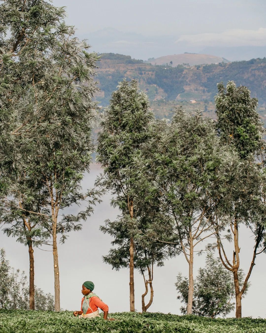 Tea worker walking through tall forest trees above the plantations, showcasing hillside farming, nature and rural life.