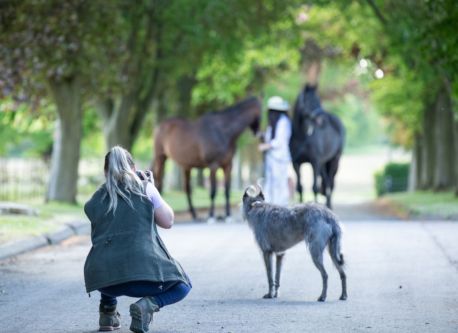 A large moose walks along a gravel path through a green wooded area during daytime.