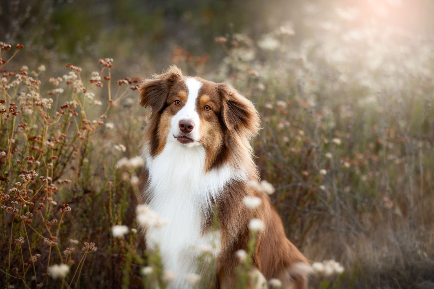 A brown and white Australian Shepherd dog sits attentively in a field of wildflowers during golden hour.