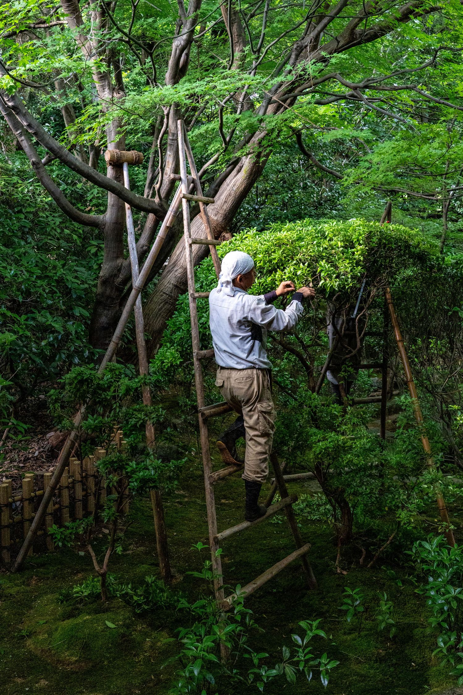 Person in white protective gear climbs wooden ladder among lush green trees.