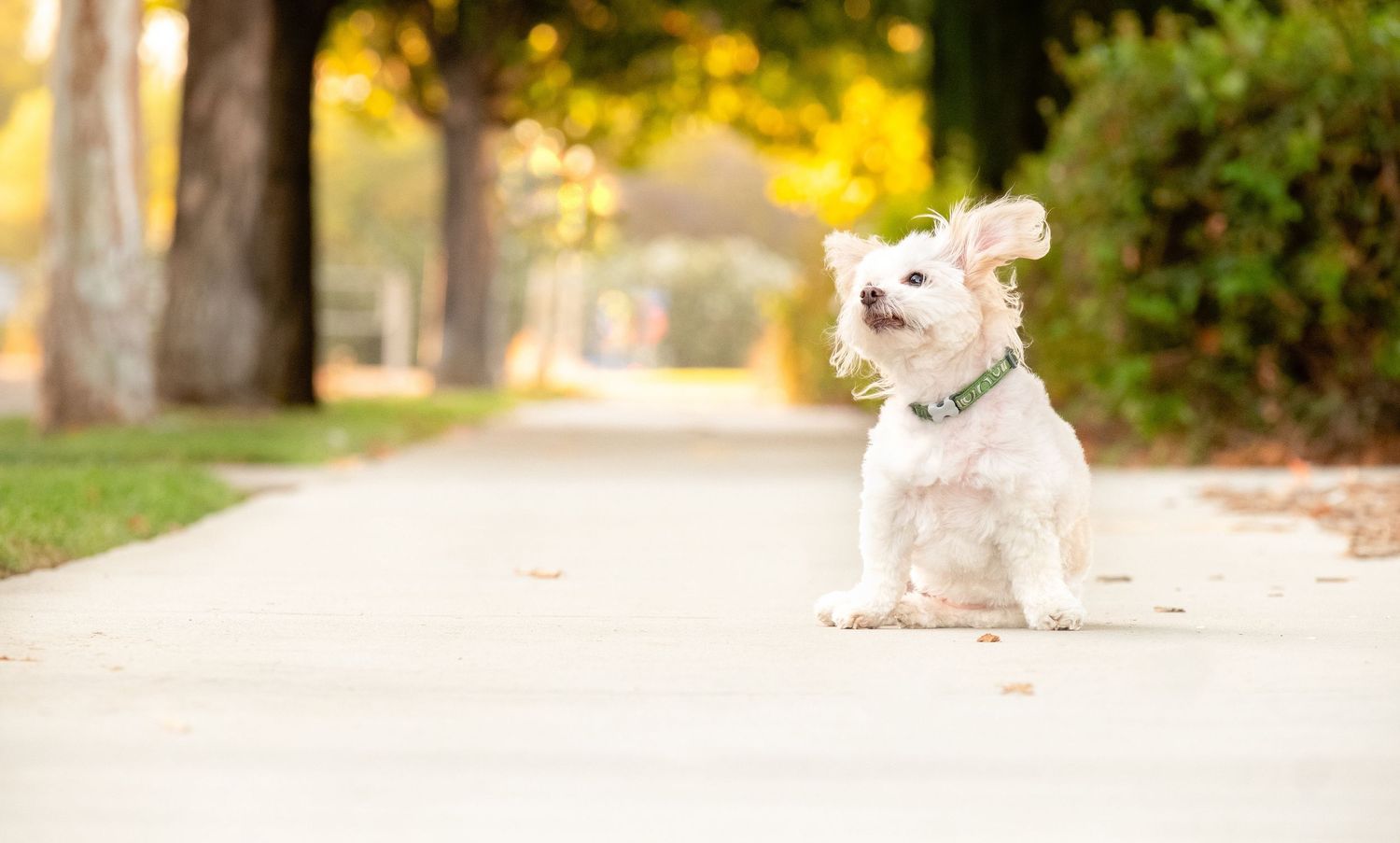 A small white dog sits on a sidewalk with golden sunlight filtering through trees in a park setting.