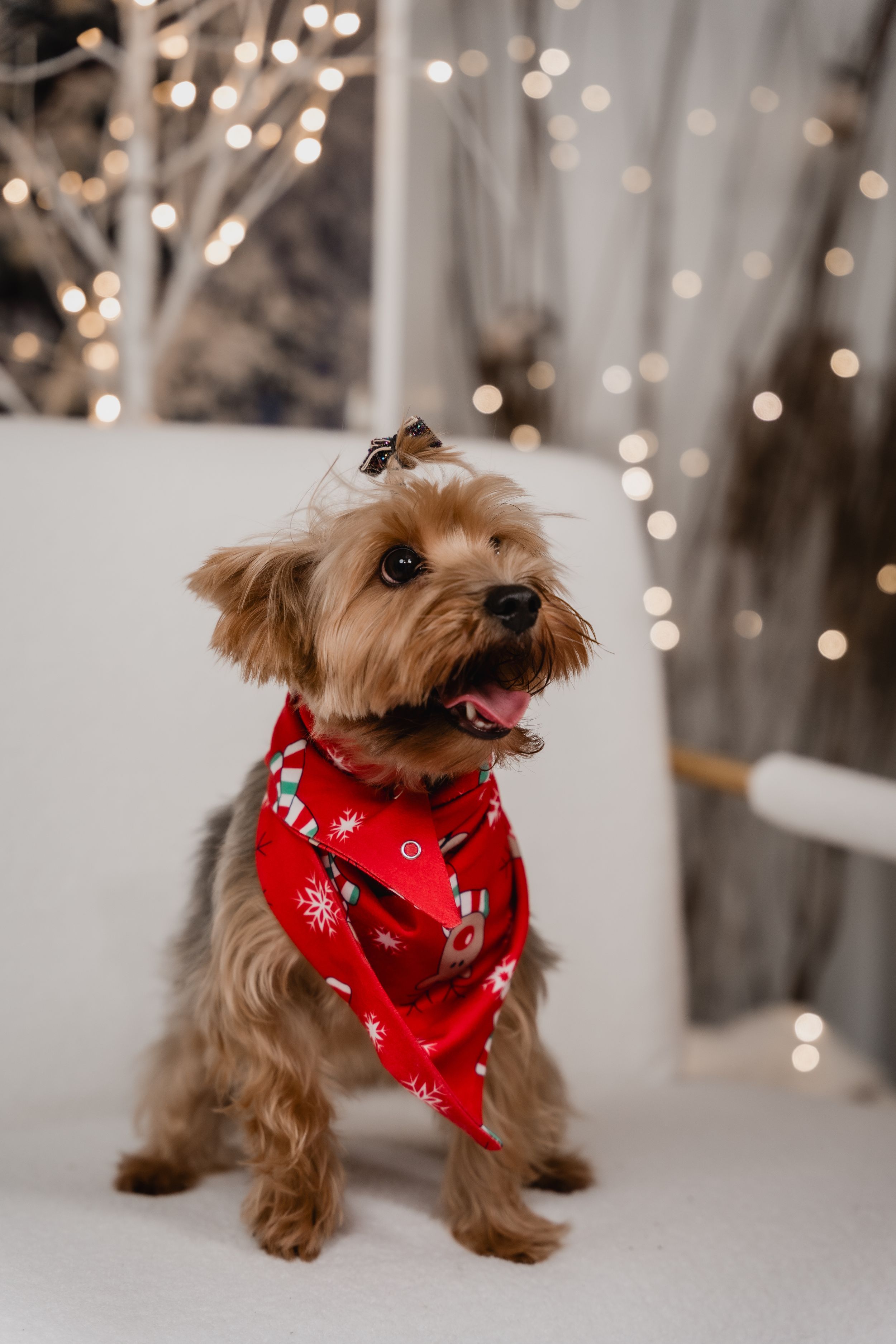 A Yorkshire terrier wearing a festive red bandana poses against a sparkly holiday backdrop.
