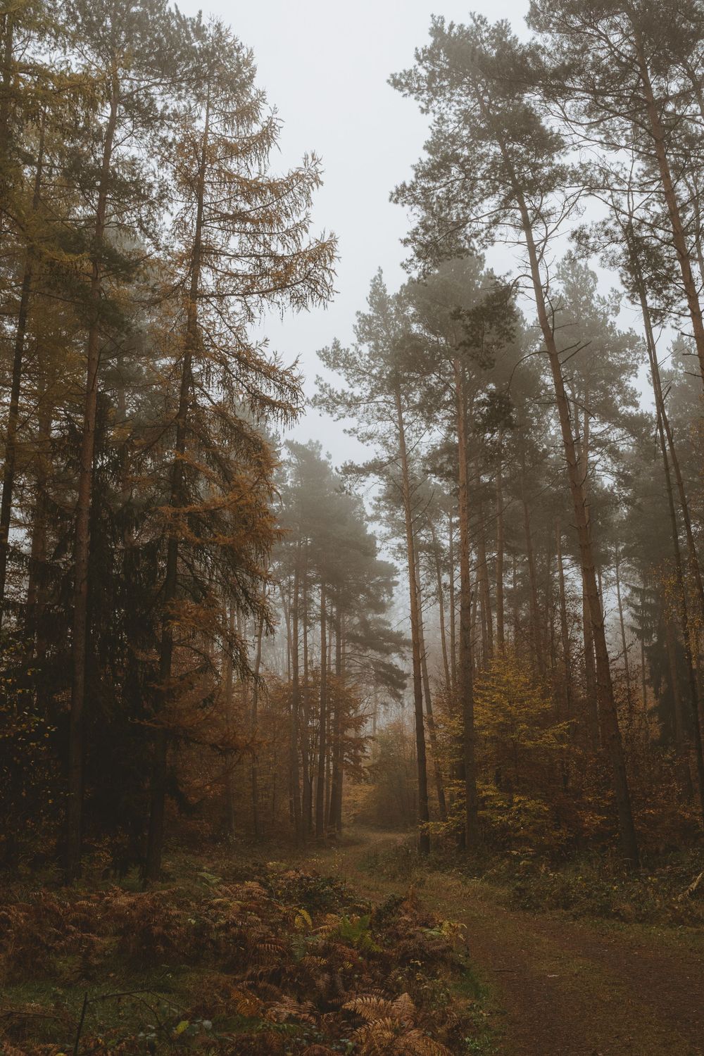 A foggy forest trail leads through tall pine trees with golden autumn colors.