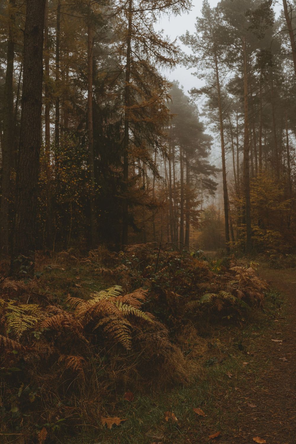 A moody forest path winds through tall pine trees and autumn ferns.