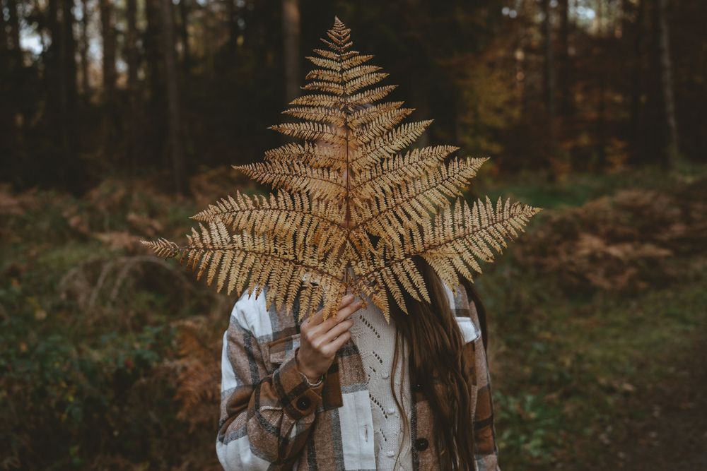 Large dried fern frond held up in autumn forest setting.