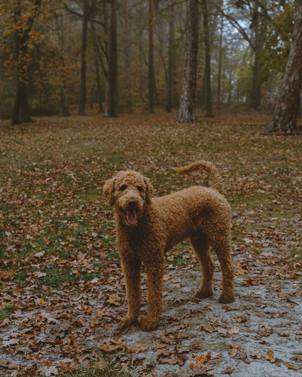 A goldendoodle dog with curly brown fur stands on a forest path covered in autumn leaves.