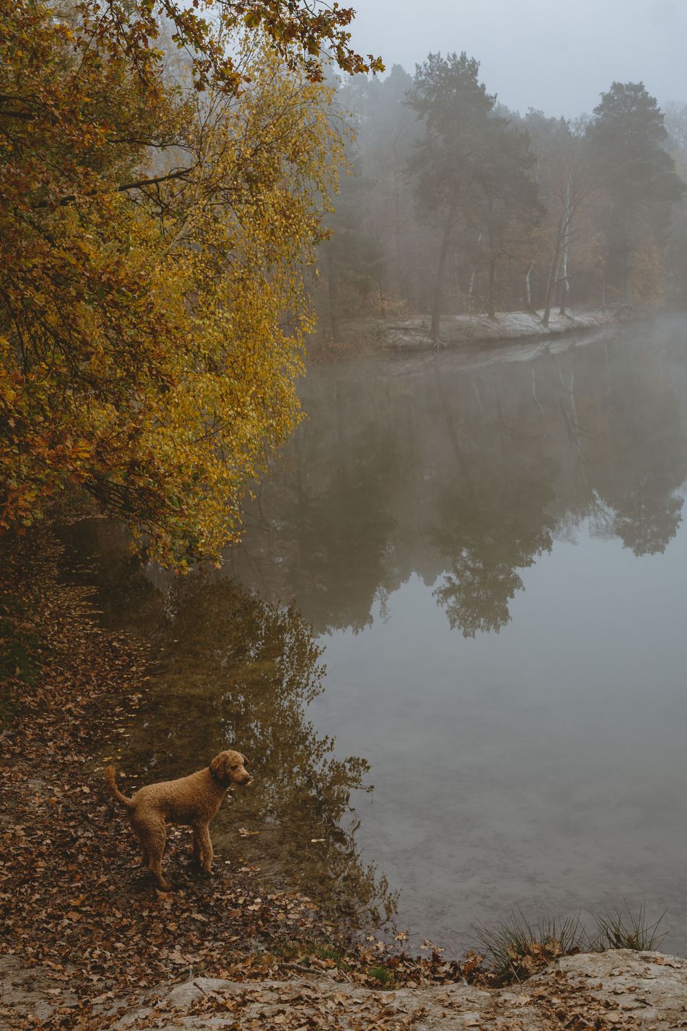 A golden dog stands at the edge of a foggy lake surrounded by fall foliage.